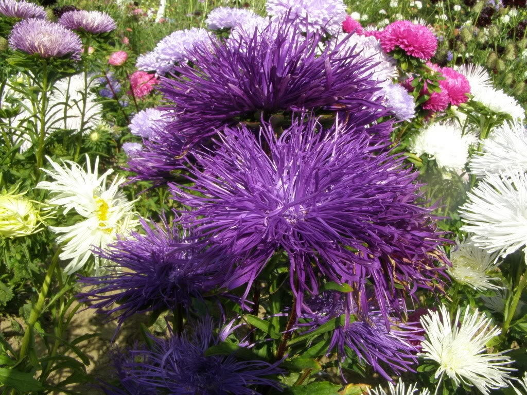 50 Mixed OSTRICH PLUME ASTER Feather Spider Callistephus Chinensis Flower Seeds