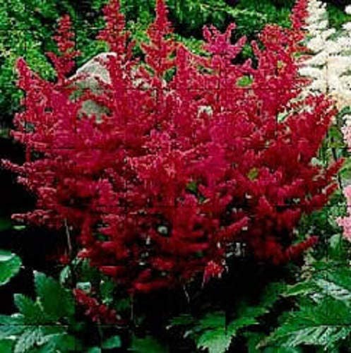 50 MIXED Colors ASTILBE BUNTER Astilbe Simplicifolia Shade Red White Purple Pink Flower Seeds