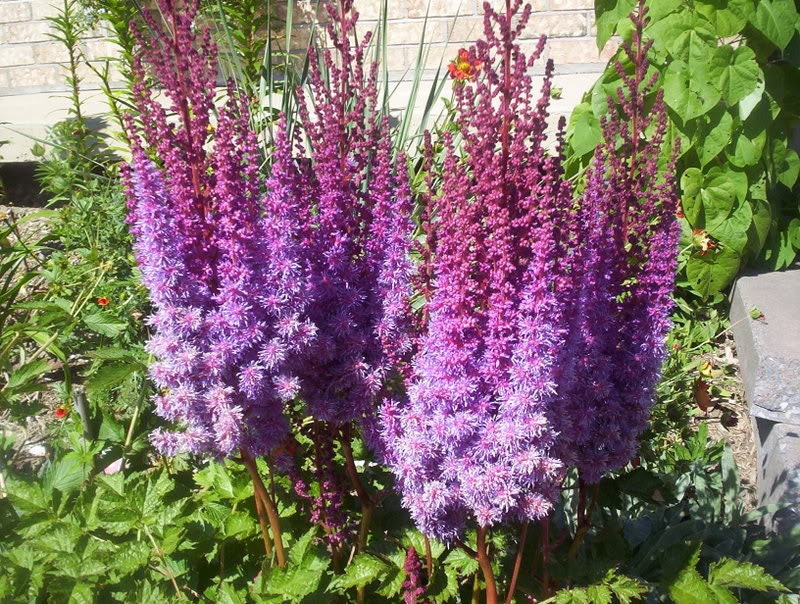 50 MIXED Colors ASTILBE BUNTER Astilbe Simplicifolia Shade Red White Purple Pink Flower Seeds