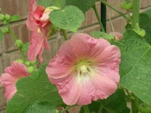 50 Mixed Colors HOLLYHOCK COUNTRY ROMANCE Mix Alcea Rosea Flower Seeds
