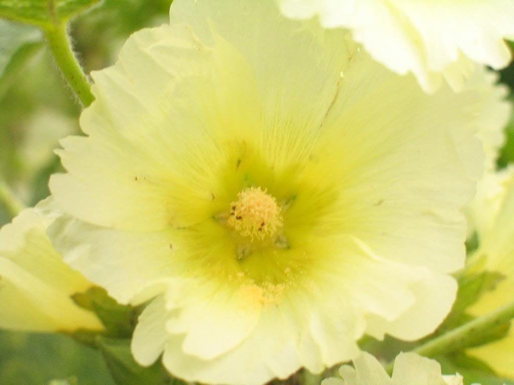 50 Mixed Colors HOLLYHOCK COUNTRY ROMANCE Mix Alcea Rosea Flower Seeds