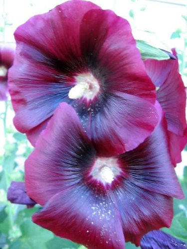 50 Mixed Colors HOLLYHOCK COUNTRY ROMANCE Mix Alcea Rosea Flower Seeds