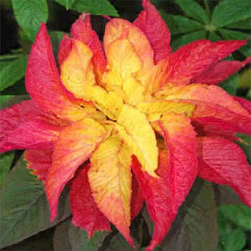100 ILLUMINATION AMARANTHUS Tricolor ( Summer Poinsettia / Vegetable Amaranth ) Flower Seeds