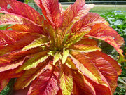 100 ILLUMINATION AMARANTHUS Tricolor ( Summer Poinsettia / Vegetable Amaranth ) Flower Seeds