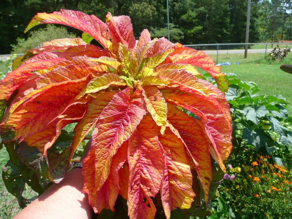 100 ILLUMINATION AMARANTHUS Tricolor ( Summer Poinsettia / Vegetable Amaranth ) Flower Seeds