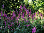 1000 FOXGLOVE EXCELSIOR MIX Digitalis Purpurea Mixed Colors Flower Seeds