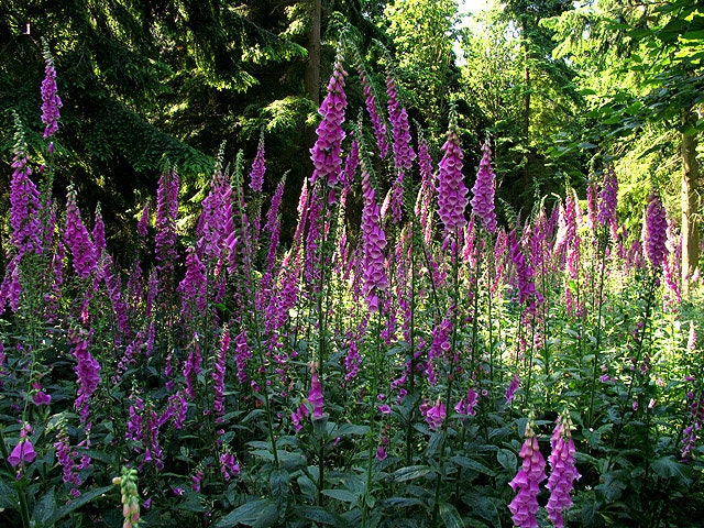 1000 FOXGLOVE EXCELSIOR MIX Digitalis Purpurea Mixed Colors Flower Seeds