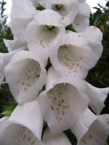 1000 FOXGLOVE EXCELSIOR MIX Digitalis Purpurea Mixed Colors Flower Seeds