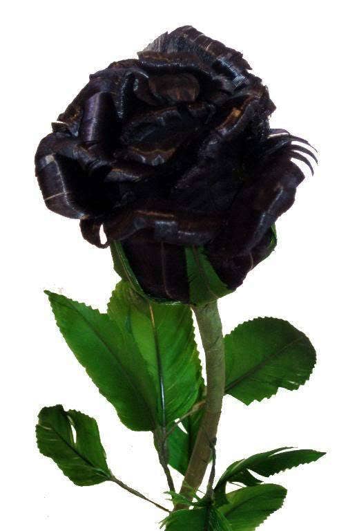 5 BLACK ROSE Rosa Bush Shrub Perennial Flower Seeds