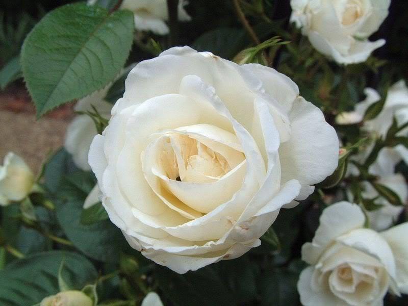 5 WHITE ROSE Rosa Bush Shrub Perennial Flower Seeds