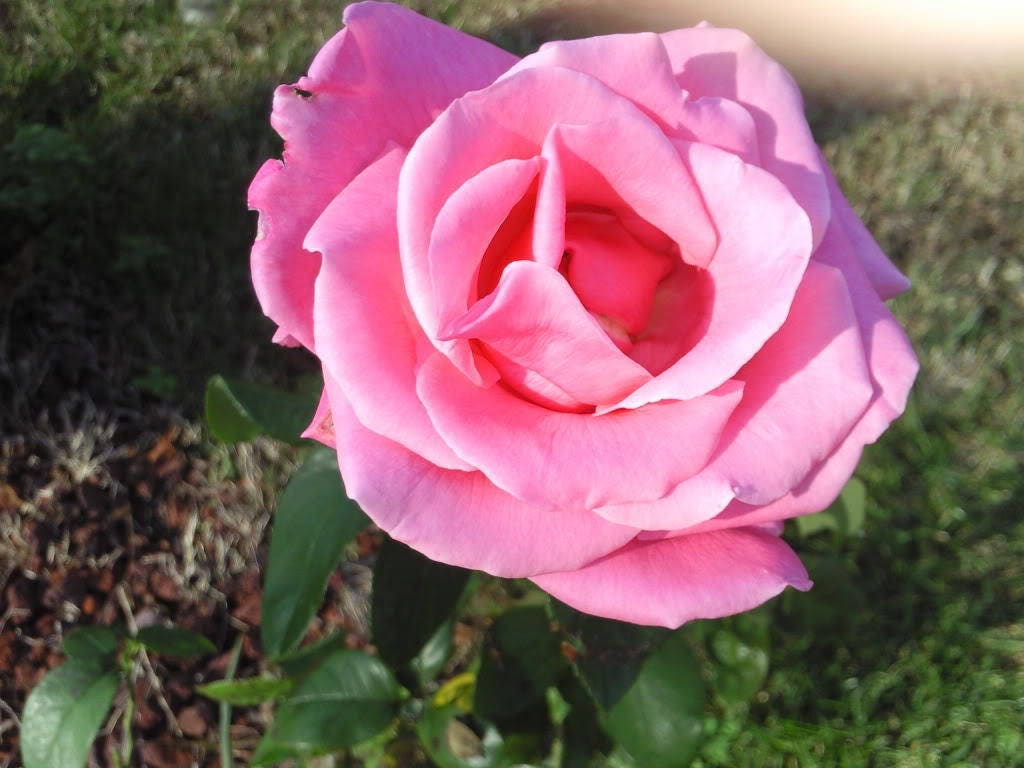 5 PINK ROSE Rosa Bush Shrub Perennial Flower Seeds