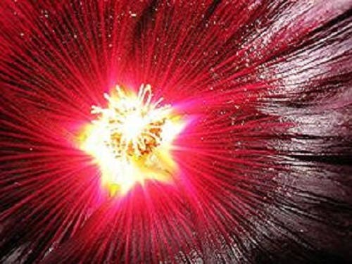 25 MAROON RED HOLLYHOCK Alcea Rosea Flower Seeds Perennial