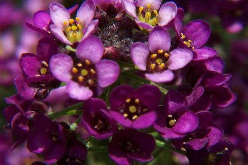 100 EASTER BONNET ALYSSUM Lobularia Maritima Bright Purple Flower Seeds