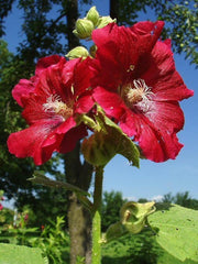 25 DARK RED HOLLYHOCK Alcea Rosea Flower Seeds Perennial