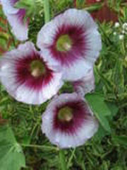 25 LAVENDER & PURPLE HOLLYHOCK Alcea Rosea Flower Seeds