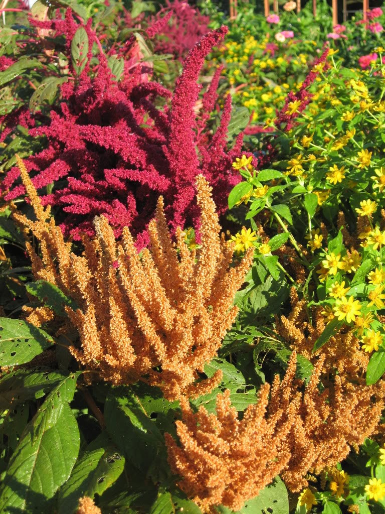 150 AMARANTHUS PYGMY TORCH (Prince of Wales Feather) Amaranthus Hypochondriacus Flower Seeds