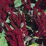 150 AMARANTHUS PYGMY TORCH (Prince of Wales Feather) Amaranthus Hypochondriacus Flower Seeds