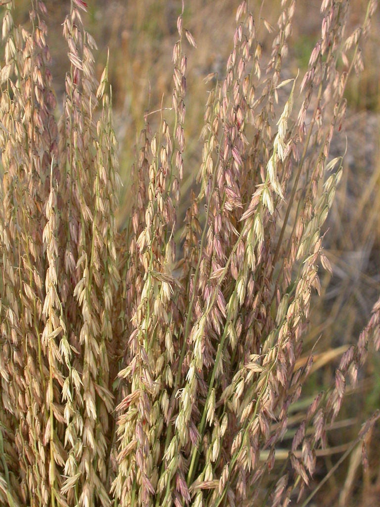 100 MESQUITE / SIDEOATS GRASS Ornamental Bouteloua Curtipendula Seeds