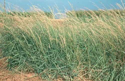 100 MESQUITE / SIDEOATS GRASS Ornamental Bouteloua Curtipendula Seeds