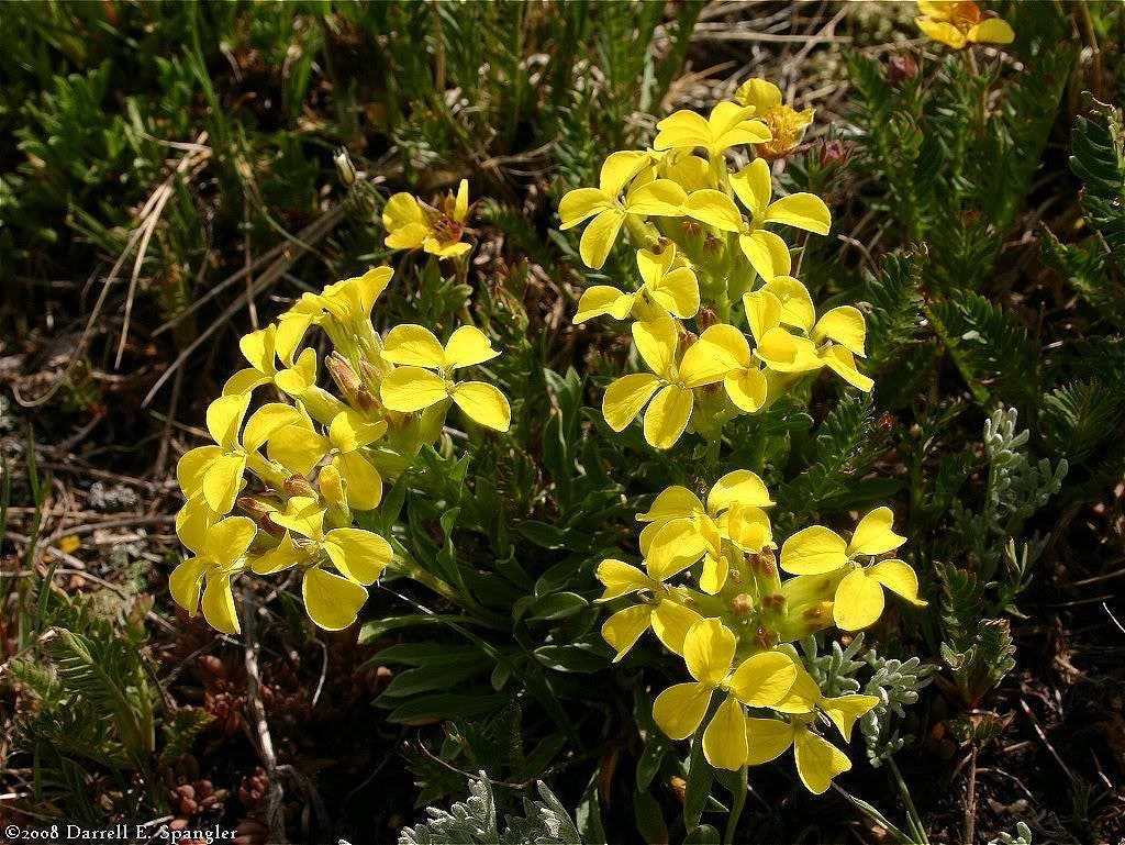 500 SIBERIAN WALLFLOWER Erysimum Cheiranthus Allionii Flower Seeds