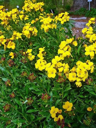 500 SIBERIAN WALLFLOWER Erysimum Cheiranthus Allionii Flower Seeds