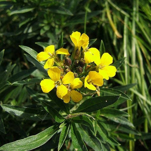 500 SIBERIAN WALLFLOWER Erysimum Cheiranthus Allionii Flower Seeds
