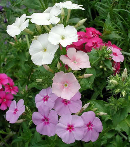 100 Mixed Colors DRUMMOND PHLOX MIX Pink, Red, & White Phlox Drummondii Flower Seeds