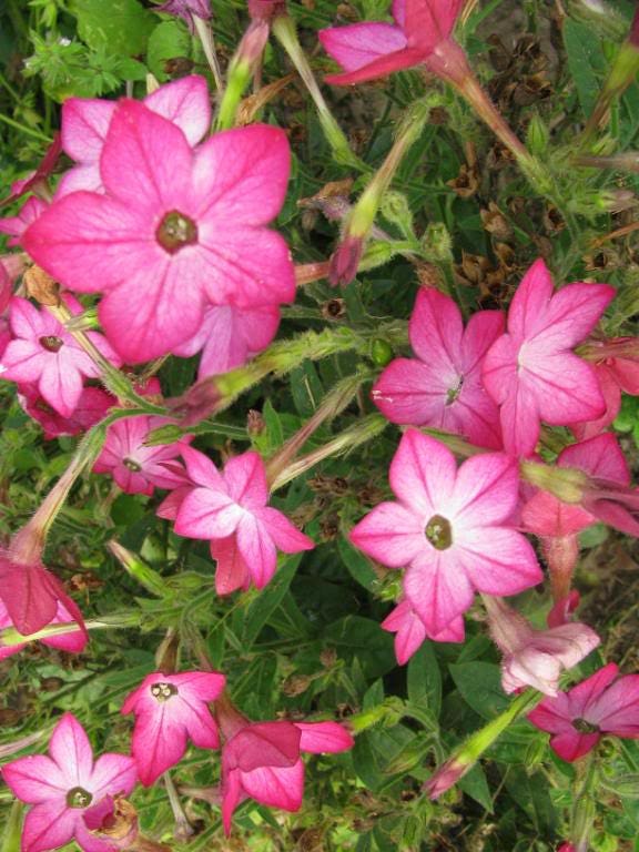 100 Heirloom MIXED COLORS NICOTIANA (Ornamental Flowering Tobacco) Nicotiana Alata Flower Seeds
