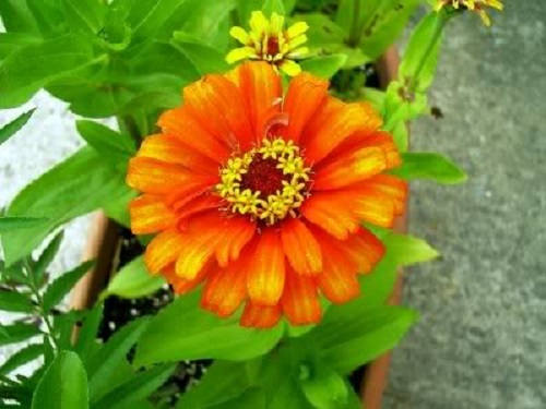 250 ORANGE CLASSIC ZINNIA Elegans (Narrow Leaf Zinnia / Creeping Zinnia) Flower Seeds