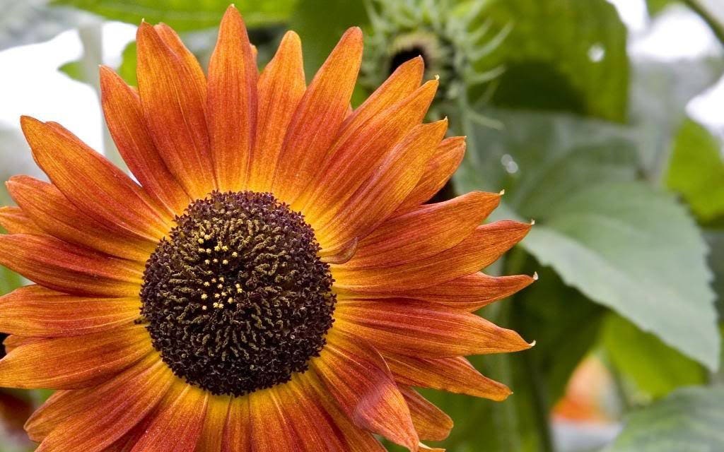 100 Orange EVENING COLORS SUNFLOWER Helianthus Annuus Flower Seeds