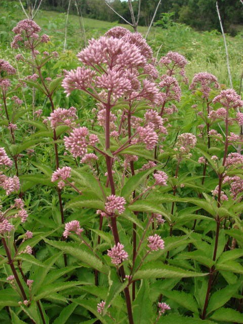 50 Pink JOE PYE WEED Eupatorium Maculatum Flower Seeds