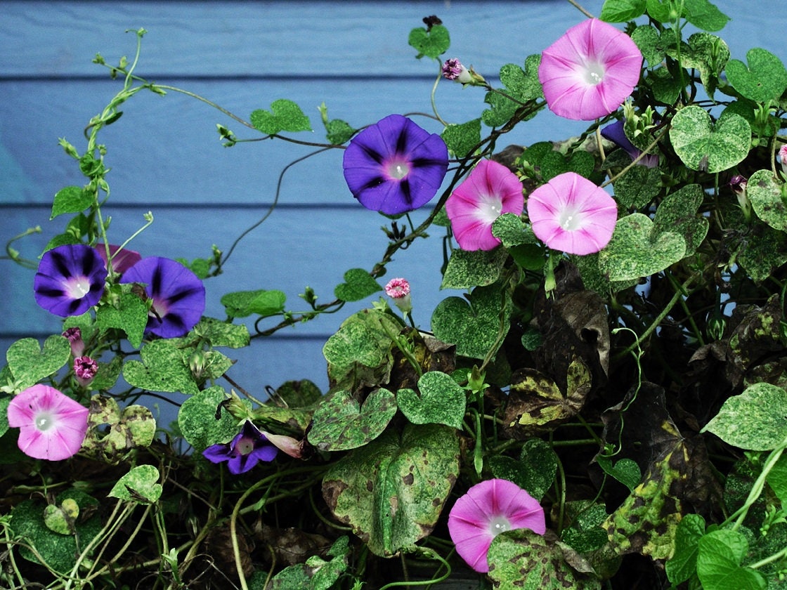 50 Mixed Colors MORNING GLORY Ipomoea Purpurea Vine Flower Seeds
