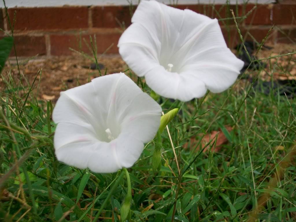 50 Mixed Colors MORNING GLORY Ipomoea Purpurea Vine Flower Seeds