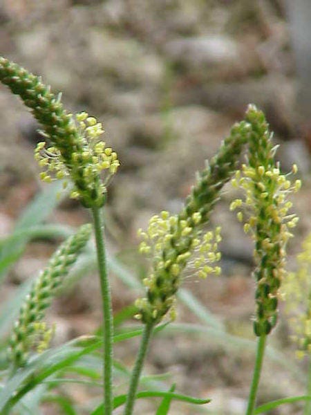 1000 CHINESE PLANTAIN Plantago Asiatica Herb Flower Seeds