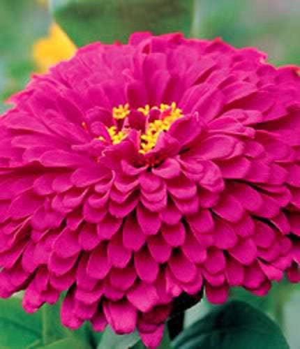 200 Mixed Colors ZINNIA POMPON Zinnia Elegans Flower Seeds