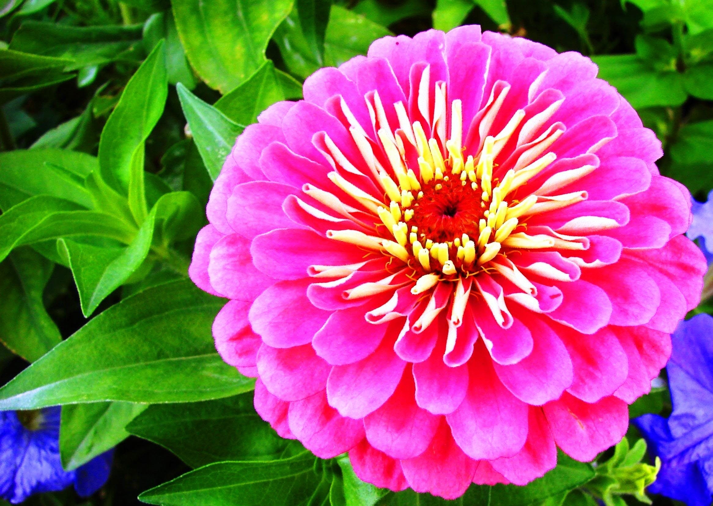 200 Mixed Colors ZINNIA POMPON Zinnia Elegans Flower Seeds
