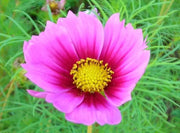 150 Pink COSMOS RADIANCE Bipinnatus Flower Seeds