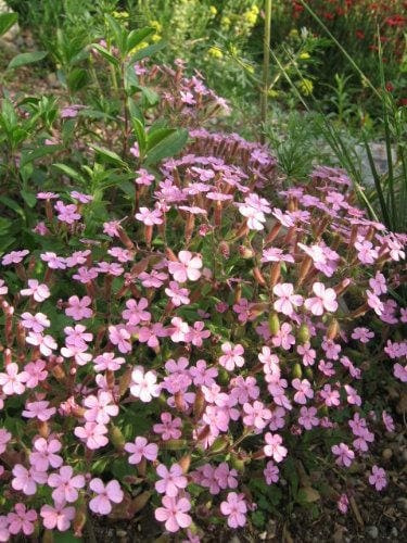 500 PINK ROCK SOAPWORT Saponaria Ocymoides Flower Seeds