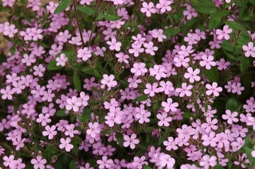 500 PINK ROCK SOAPWORT Saponaria Ocymoides Flower Seeds