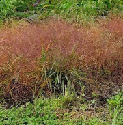 100 RUBY SILK LOVEGRASS Ornamental Love Grass Eragrostis Tef Seeds