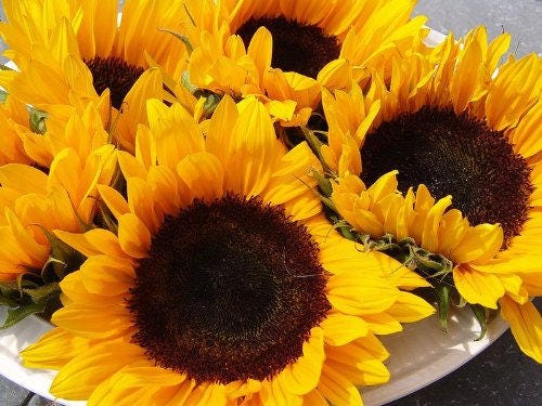 25 EBONY & GOLD SUNFLOWER Helianthus Annuus Flower Seeds