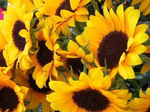 25 EBONY & GOLD SUNFLOWER Helianthus Annuus Flower Seeds