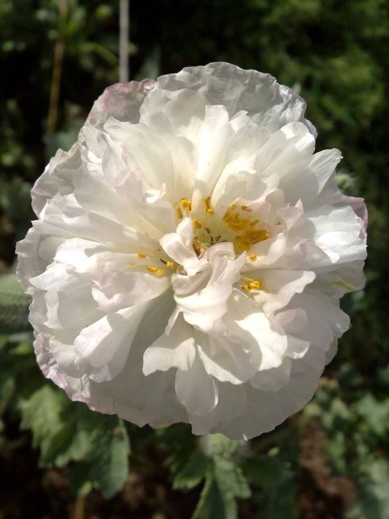 1000 Mixed Colors DOUBLE SHIRLEY POPPY Papaver Rhoeas Flower Seeds