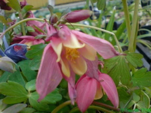 50 Mixed Colors MCKANAS GIANT COLUMBINE Aquilegia Vulgaris Flower Seeds