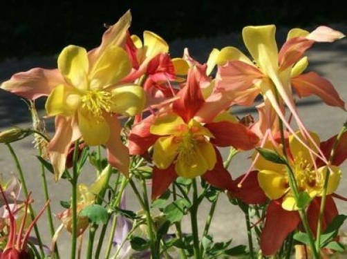 50 Mixed Colors MCKANAS GIANT COLUMBINE Aquilegia Vulgaris Flower Seeds