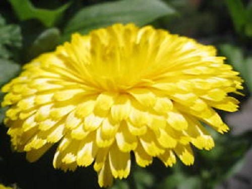 500 Mixed Colors FANCY MIX Pot MARIGOLD Calendula Officinalis Flower Seeds