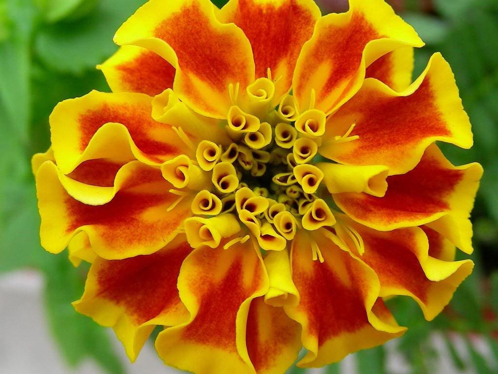 500 Mixed Colors FANCY MIX Pot MARIGOLD Calendula Officinalis Flower Seeds