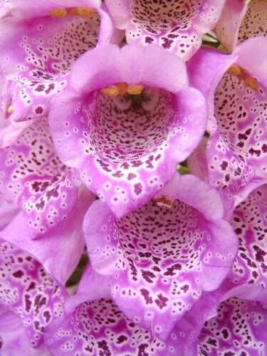 1000 DWARF FOXY MIX FOXGLOVE Digitalis Purpurea Flower Seeds