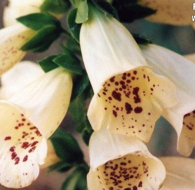 1000 DWARF FOXY MIX FOXGLOVE Digitalis Purpurea Flower Seeds