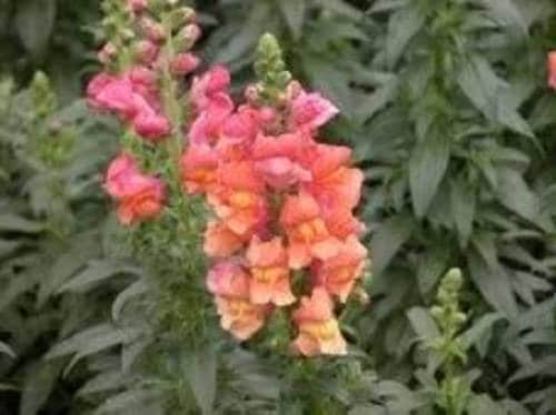 2000 NORTHERN LIGHTS Mix SNAPDRAGON Linaria Maroccana Flower Seeds